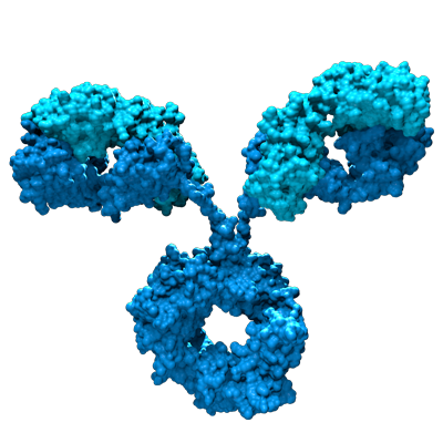 Darstellung eines Monoklonalen Antikörpers