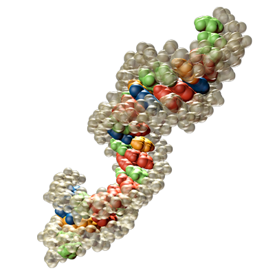 Darstellung einer siRNA