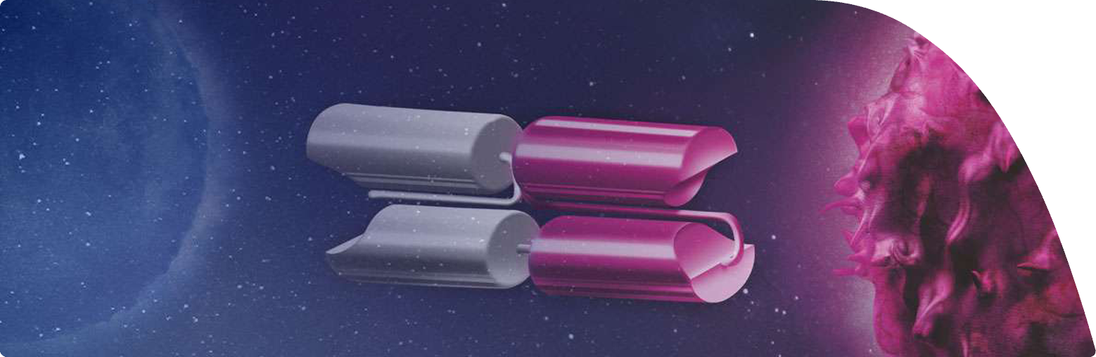 Illustration eines BiTE<sup>®</sup> Moleküls. Auf der rechten Seite befindet sich eine Krebszelle, auf der linken Seite eine T-Zelle. In der Mitte ist ein BiTE<sup>®</sup> Molekül. Dieses fungiert als Adapter zwischen den T- und den Krebszellen, indem es mit einem Arm an die T-Zelle und mit dem anderen Arm an die Tumorzelle bindet. Dadurch können die T-Zellen den Tumor erkennen, direkt angreifen und zielsicher zerstören.